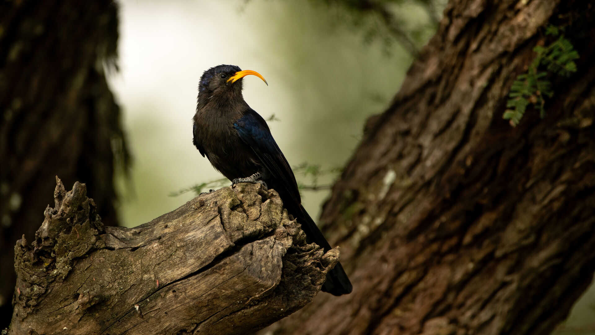 dark-plumaged bird with a striking curved orange bill perches on a gnarled branch in dappled forest light near Ubuntu Migration Camp, Serengeti, Tanzania.