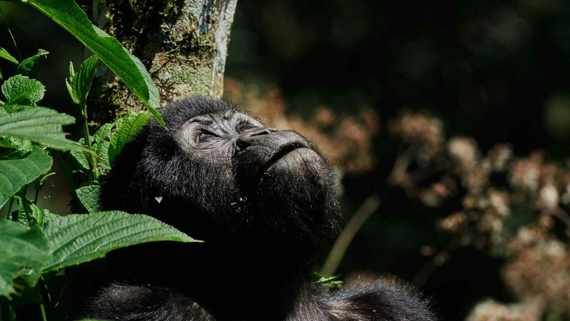 A young gorilla in the dense forest