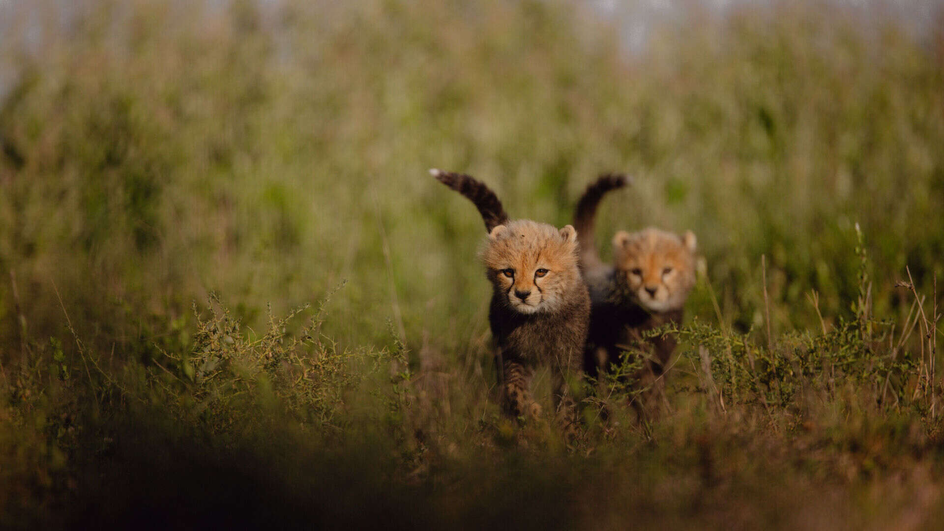 Two young cheetah cubs walk side by side through low green scrub, tails raised, looking directly ahead on the open Serengeti plains near Namiri Plains Camp, Tanzania.