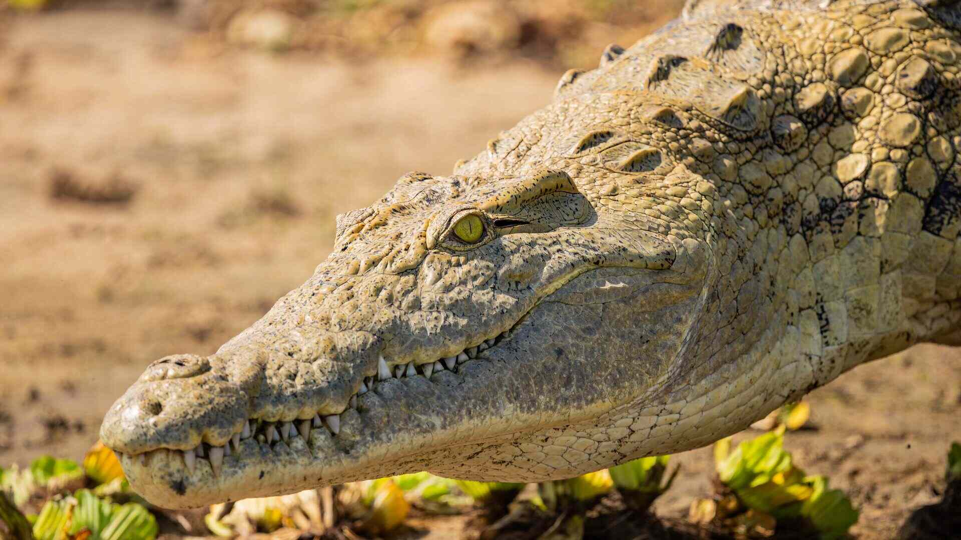 Extreme close-up of a Nile crocodile's head in profile, showing its textured scales, sharp teeth and piercing yellow-green eye, basking on a sandy riverbank in Nyerere National Park, Tanzania.