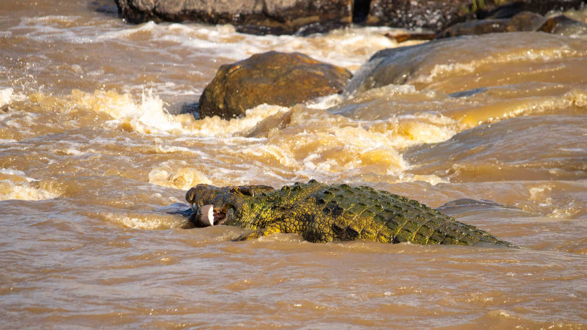 A large Nile crocodile surfaces in turbulent brown river water with its jaws slightly open, surrounded by rushing rapids and rocks in Kenya's Maasai Mara.