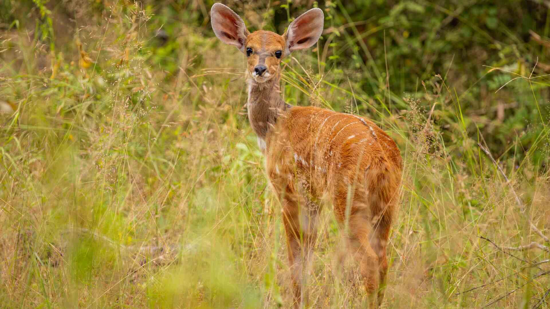 A young bushbuck with rich chestnut coat and faint white stripes looks back over its shoulder with large dark eyes and oversized ears, standing in tall grass in Nyerere National Park, Tanzania.