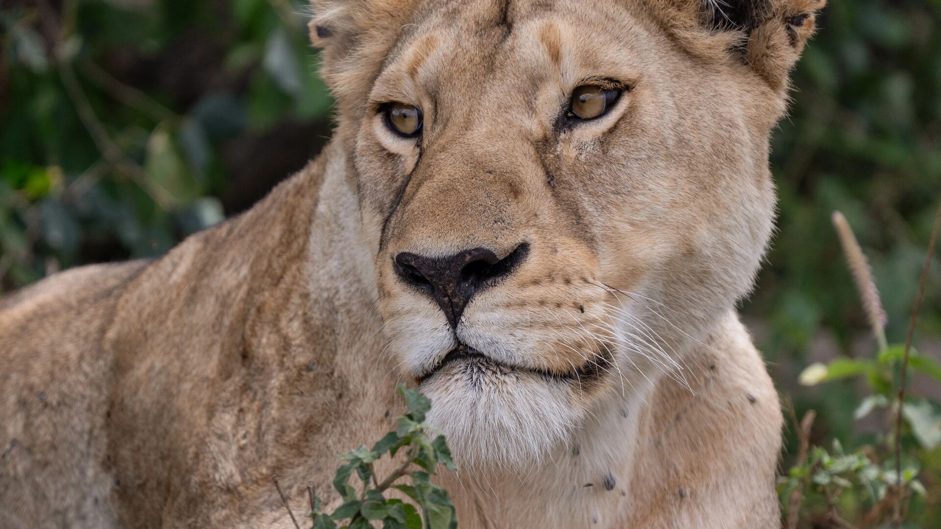 Close-up portrait of a lioness looking directly at the camera with intense amber eyes, her tawny fur detailed against soft green foliage, in the central Serengeti near Dunia Camp, Tanzania.