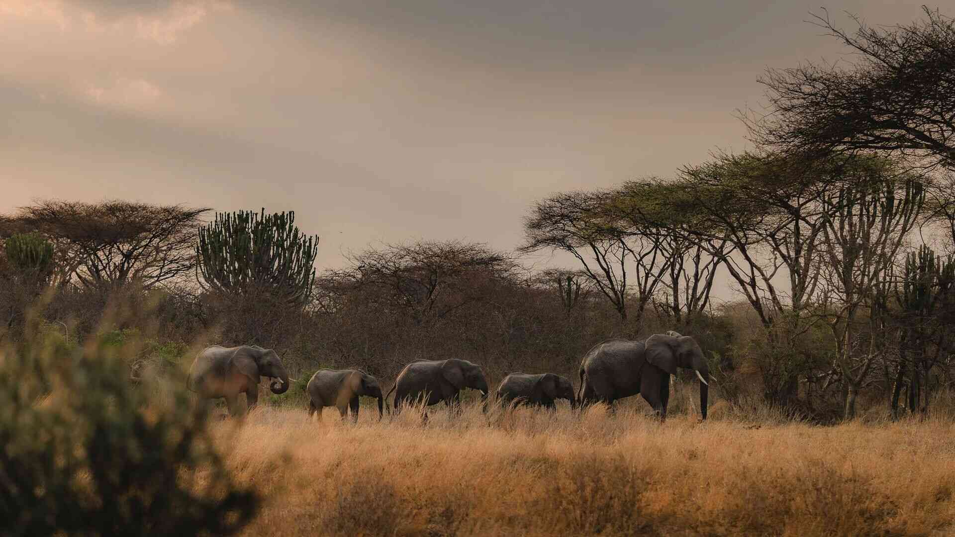 A herd of elephants walks in single file through dry golden grass beneath acacia trees and tall candelabra euphorbia in soft evening light, Ruaha National Park, Tanzania.