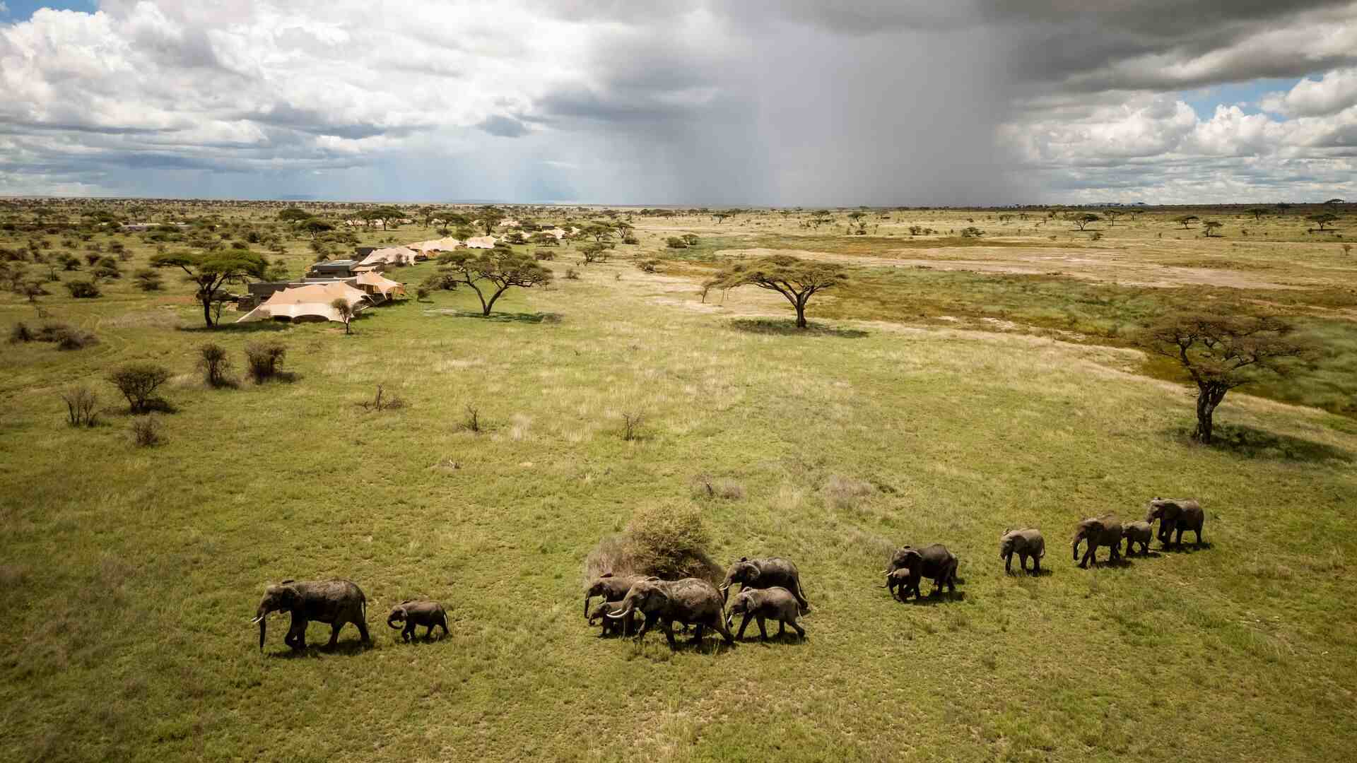Aerial view of a herd of elephants walking across green Serengeti grassland with Namiri Plains Camp's tented structures visible among scattered acacia trees in the background, dramatic rain clouds on the horizon, Tanzania.