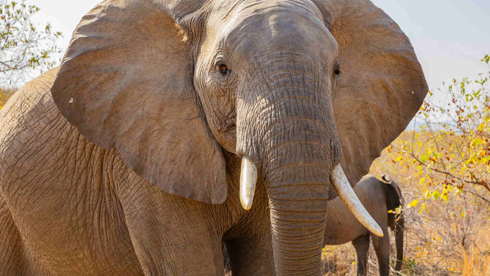 Close-up of an African elephant facing the camera with ears spread wide, showing detailed wrinkled skin and ivory tusks, with a second elephant visible behind in dry bush, Ruaha National Park, Tanzania.