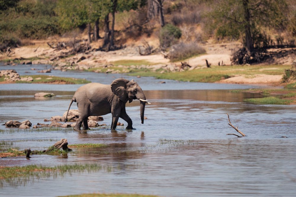 An elephant crossing a river in Ruaha National Park, Tanzania.