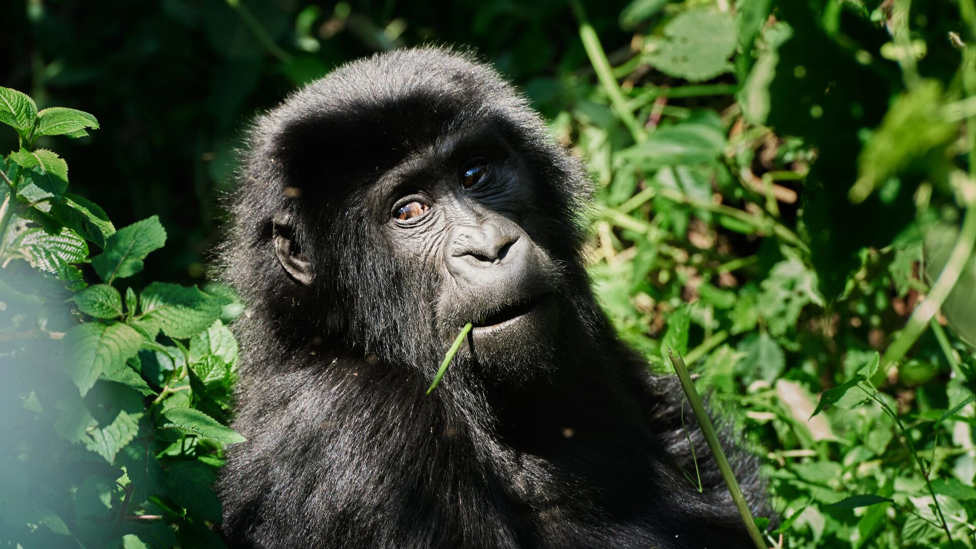 Close-up portrait of a young mountain gorilla chewing on a green stem, looking upward with warm brown eyes amid lush vegetation in Bwindi Impenetrable Forest, Uganda.