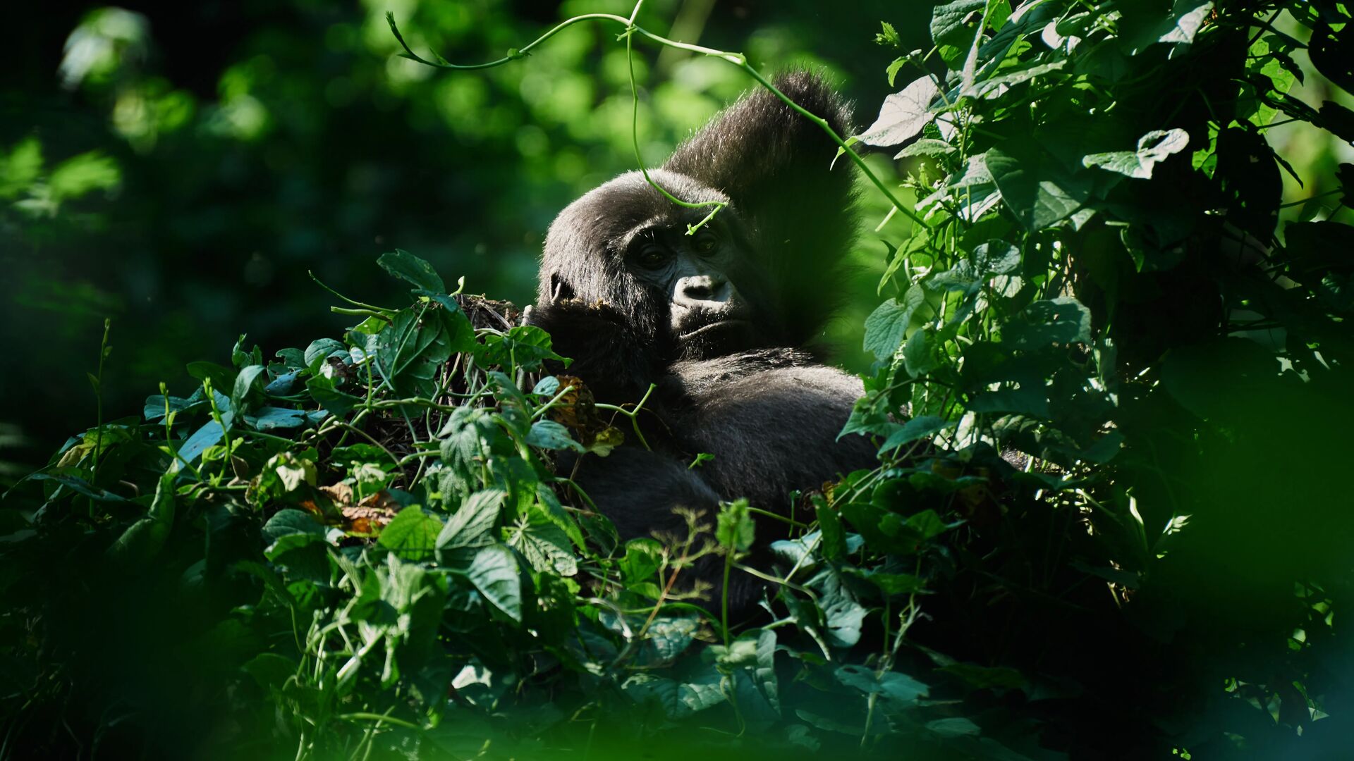 A mountain gorilla rests among dense green vegetation in dappled forest light, one hand raised to its chin, gazing calmly through trailing vines in Bwindi Impenetrable Forest, Uganda.