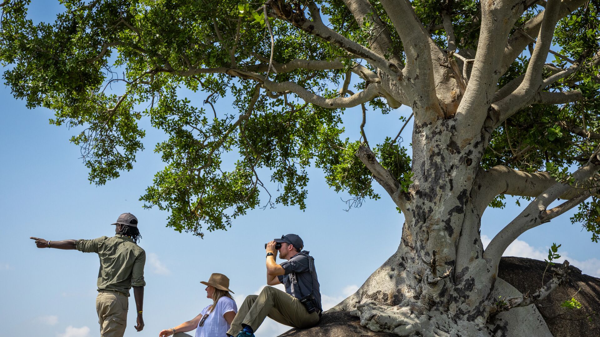 A guide points into the distance while two guests rest on a rocky kopje beneath a large fig tree, one looking through binoculars, during a guided walking safari in Tanzania.