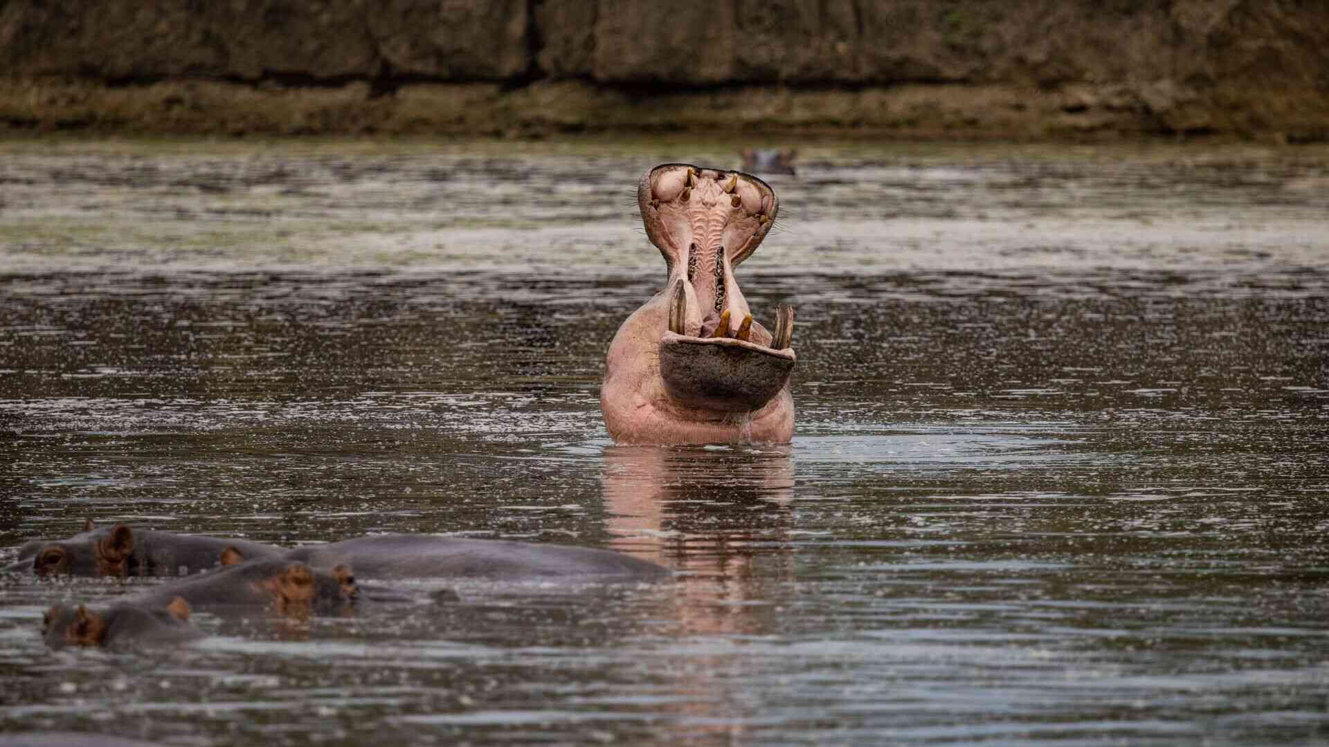 A hippo rises out of murky river water with its jaws wide open, displaying large tusks and pink gums, while other hippos submerge nearby in Nyerere National Park, Tanzania.