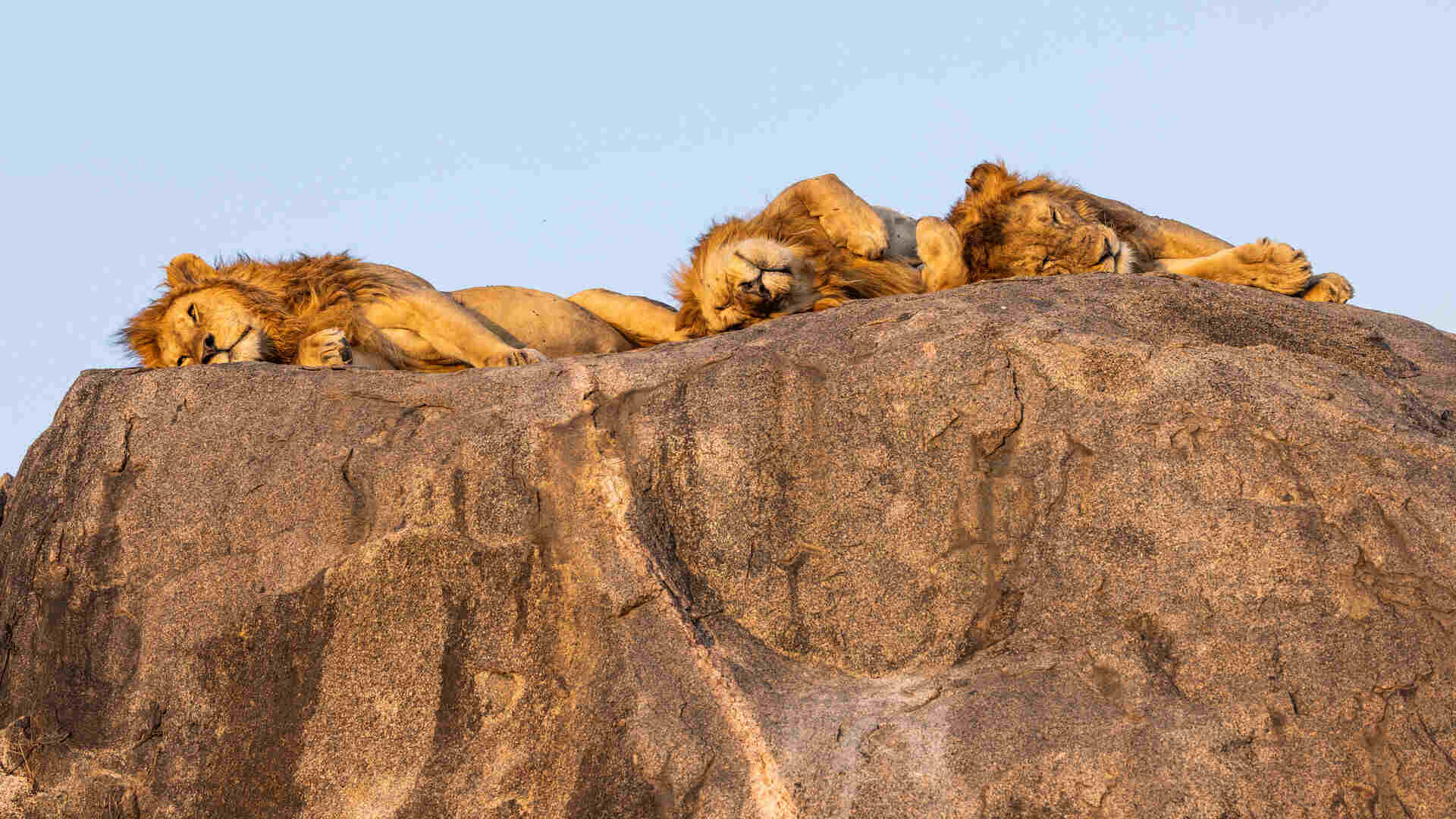 Three male lions with full golden manes sleep sprawled across the top of a large granite kopje against a clear blue sky, in the eastern Serengeti near Namiri Plains Camp, Tanzania.