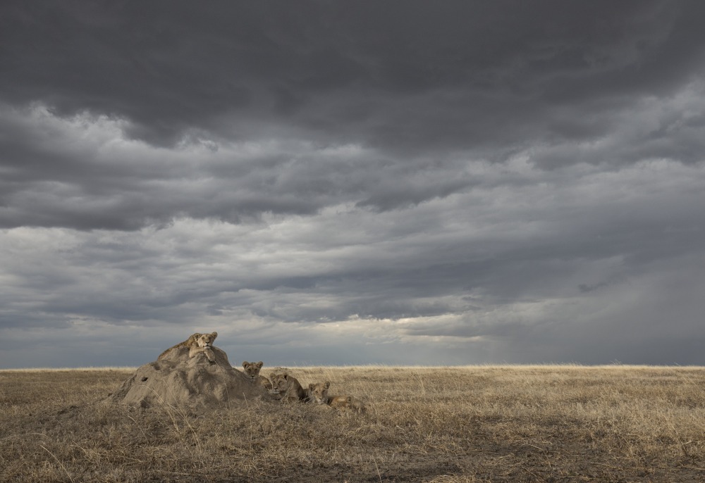 Lions beneath dramatic skies, Namiri Plains, Serengeti National Park, Tanzania
