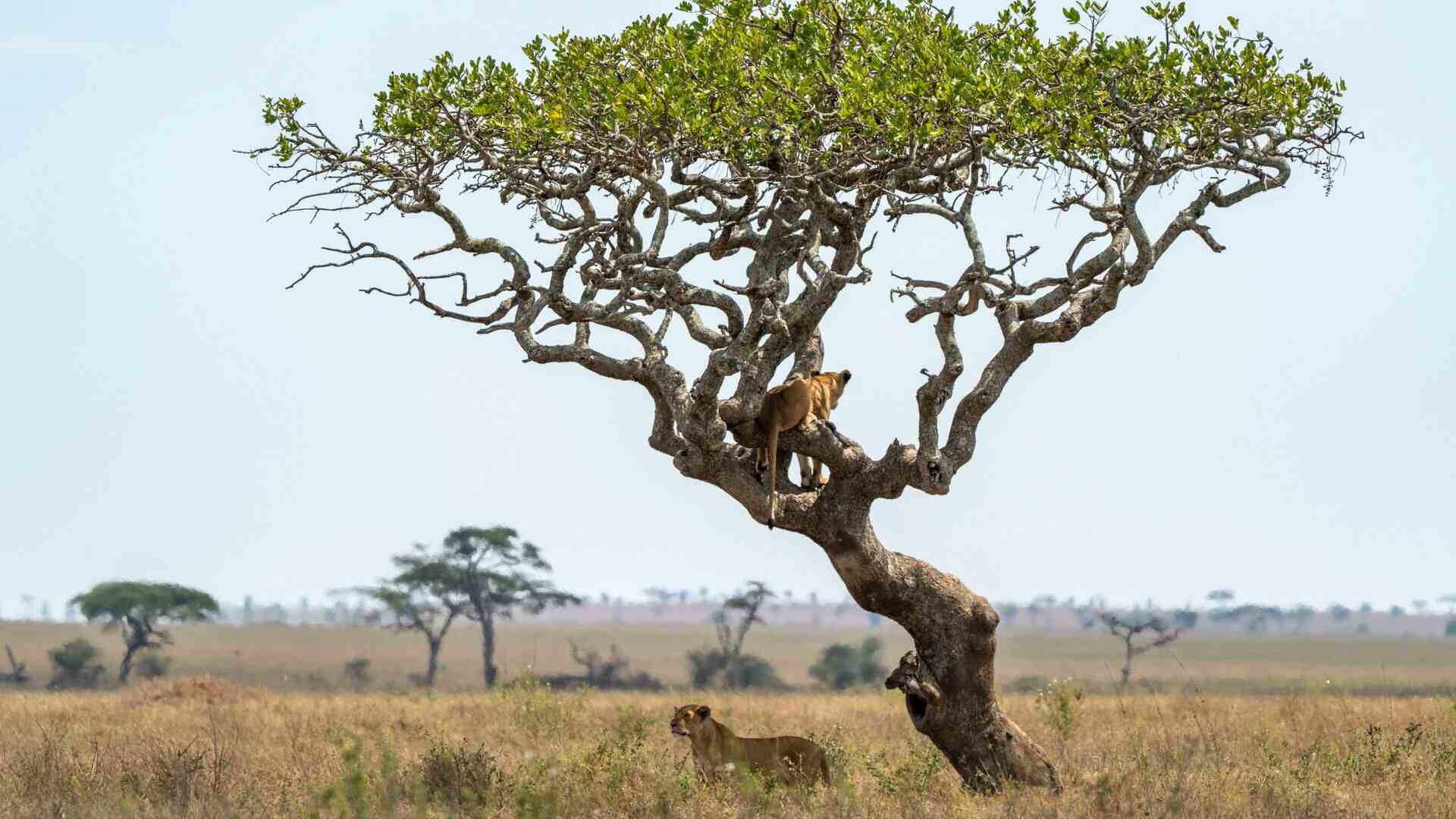 A lioness perches in the twisted branches of a lone sausage tree on the open Serengeti plains while a second lioness stands at its base, near Dunia Camp, Tanzania.