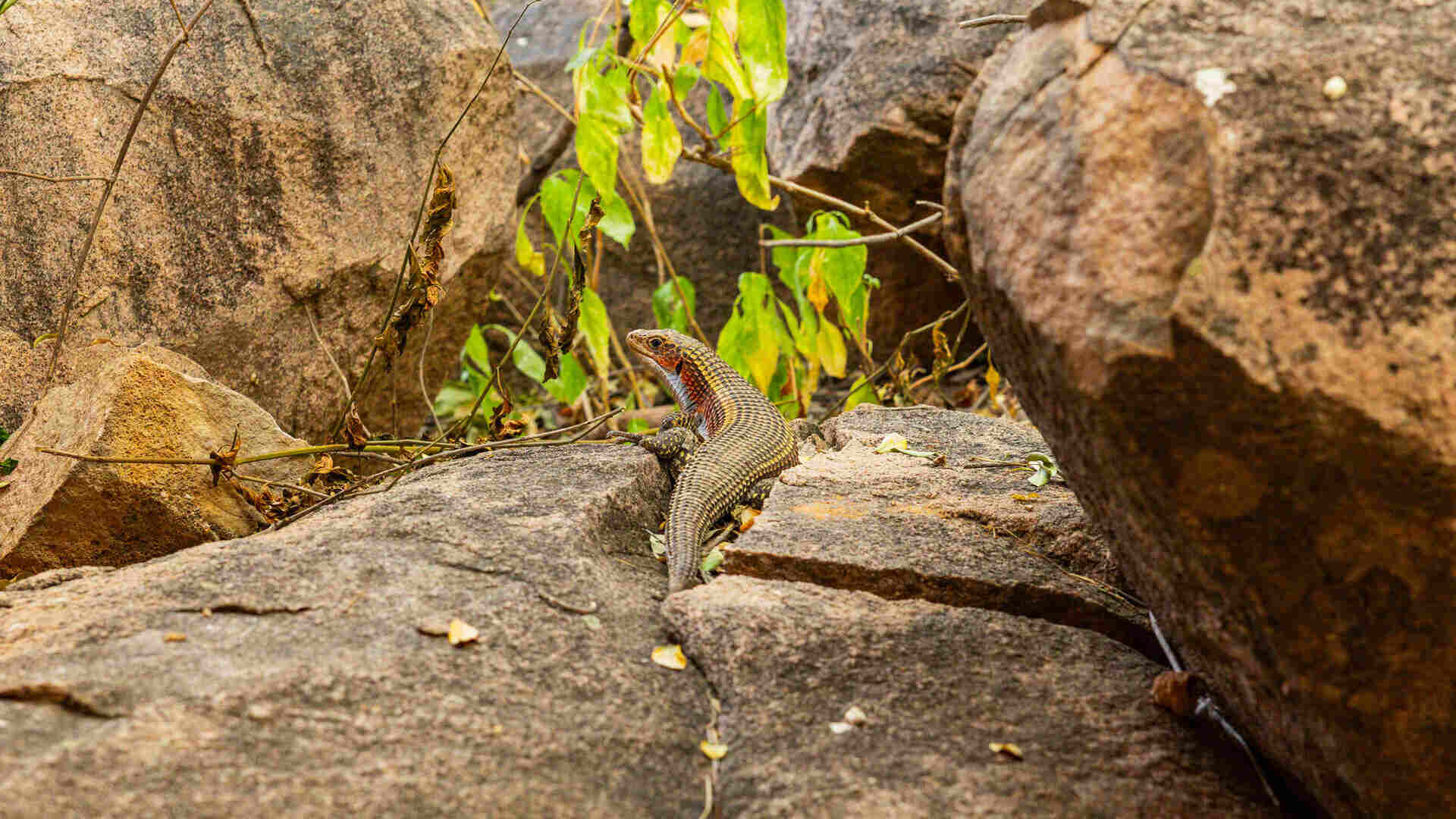 A flat lizard with striped body and reddish-orange throat basks on a sunlit granite boulder among green leaves in Ruaha National Park, Tanzania.