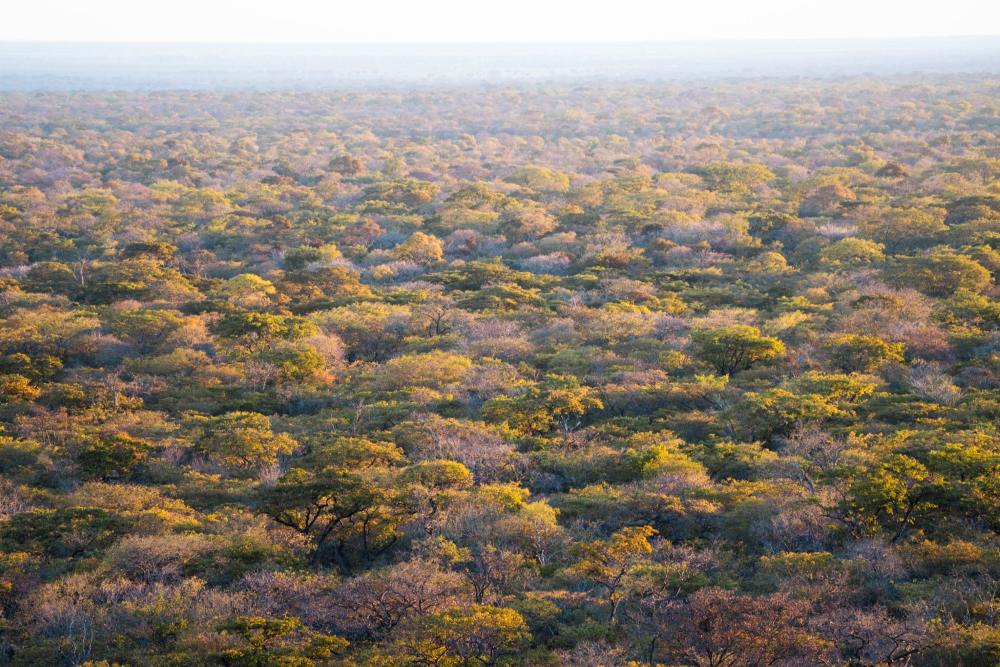 Desnse miombo woodland in Southern Tanzania.