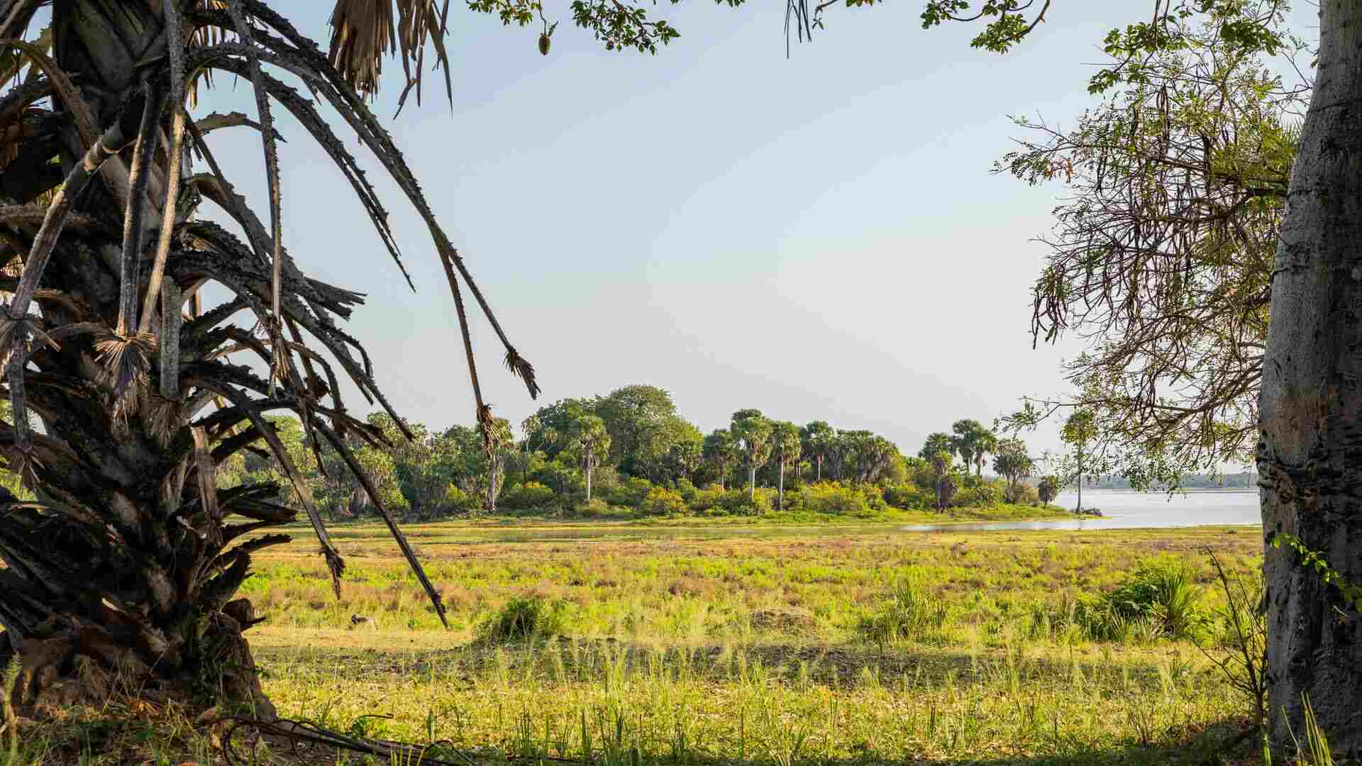 View across open floodplain grassland with scattered palm trees and a lake in the distance, framed by palm fronds and tree trunks in the foreground, Nyerere National Park, Tanzania.