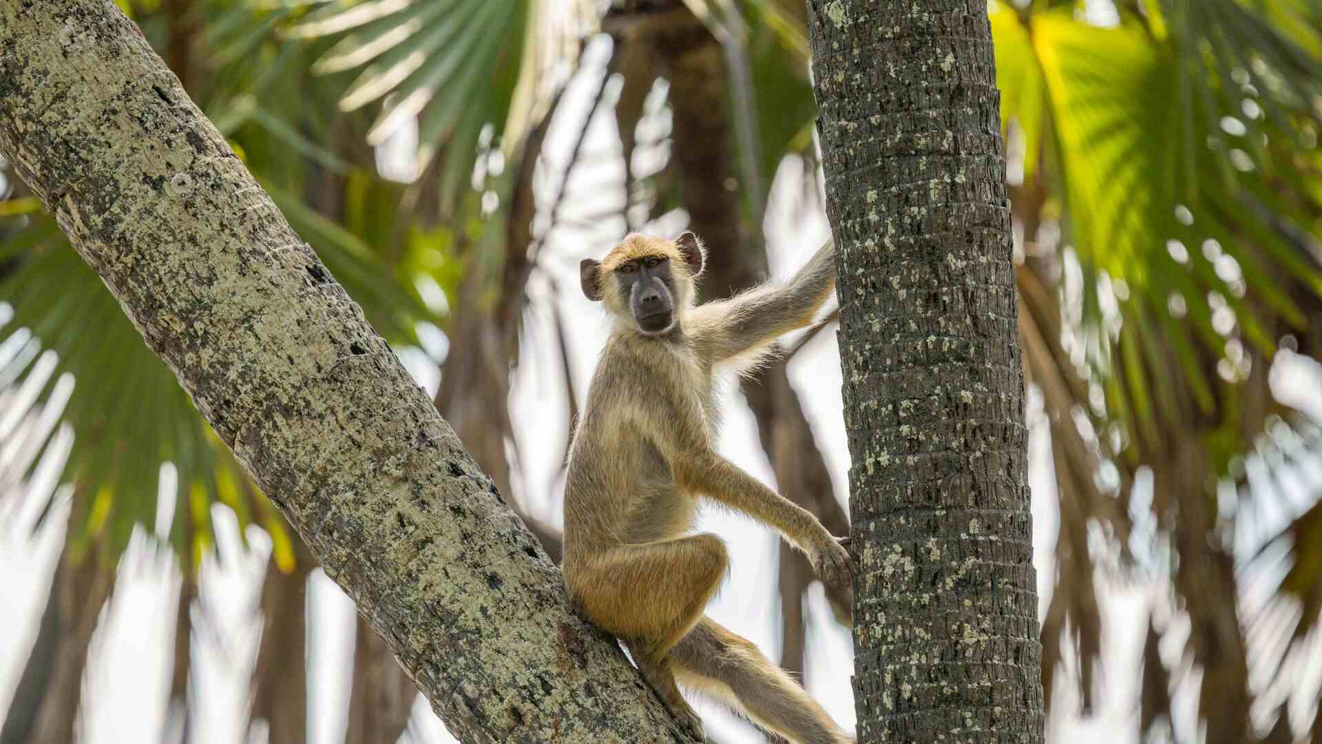 A young yellow baboon sits upright on a palm tree trunk, looking directly at the camera with one arm resting on the trunk, surrounded by fan palm fronds in Nyerere National Park, Tanzania.