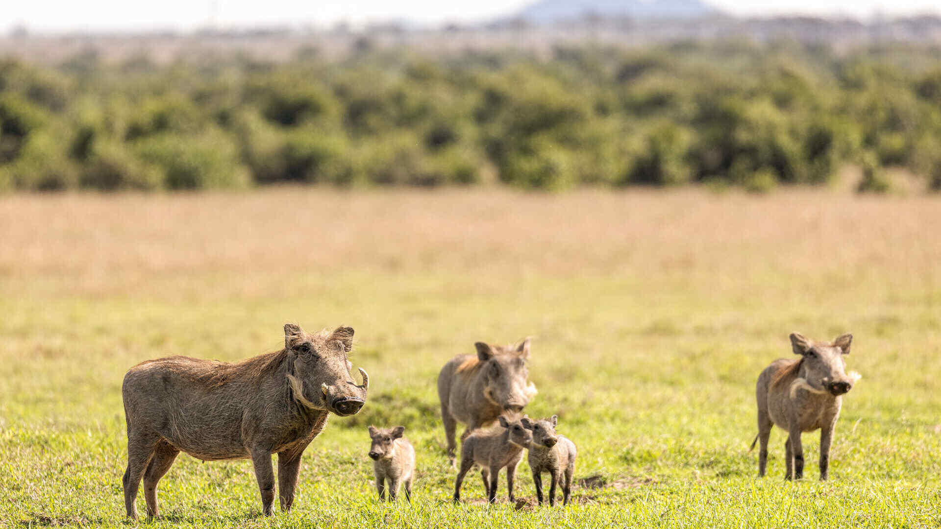 A family of warthogs including two adults and two tiny piglets stand on short green grass on the open plains of Ol Pejeta Conservancy, Kenya, with soft-focus bush in the background.