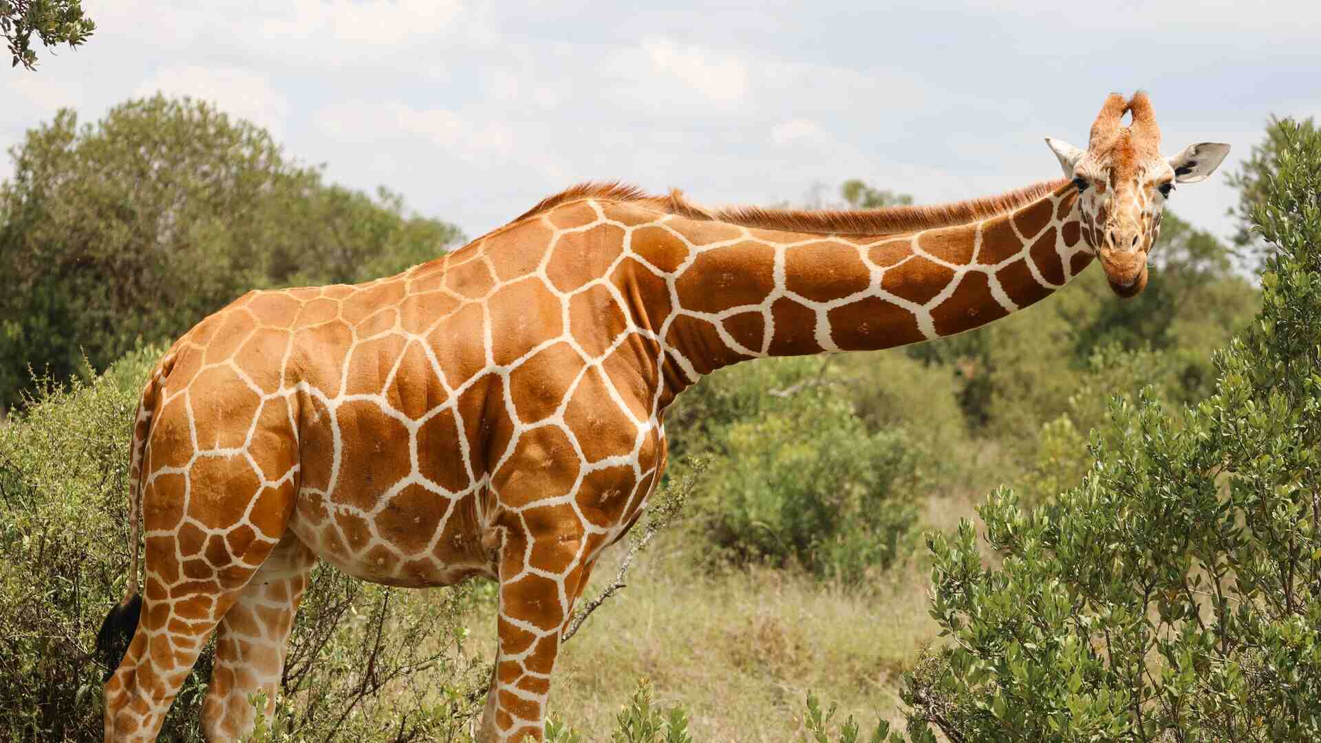 A reticulated giraffe with bold chestnut-and-white patterning looks directly at the camera while browsing among green scrubland in Ol Pejeta Conservancy, Kenya.