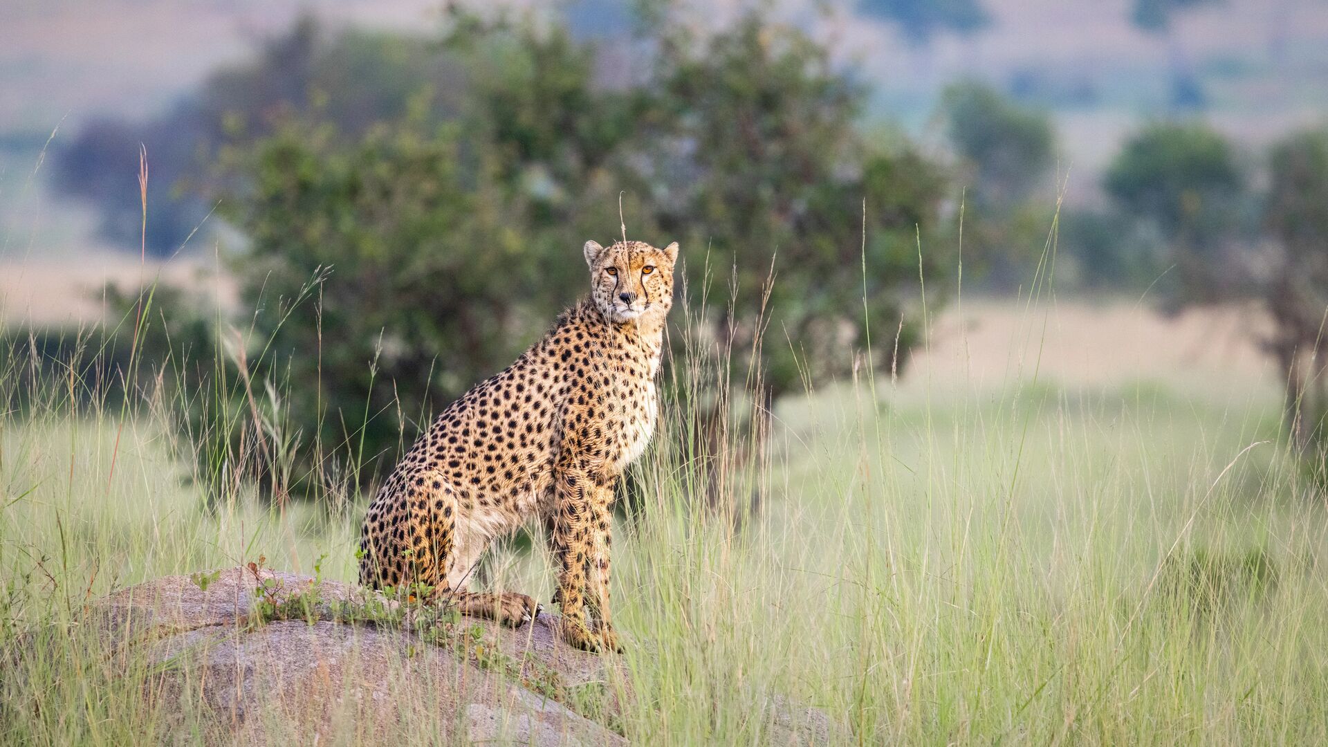 A cheetah sits upright on a granite kopje surrounded by tall green grass, scanning the Serengeti plains with sharp golden eyes, near Olakira Camp, Tanzania.