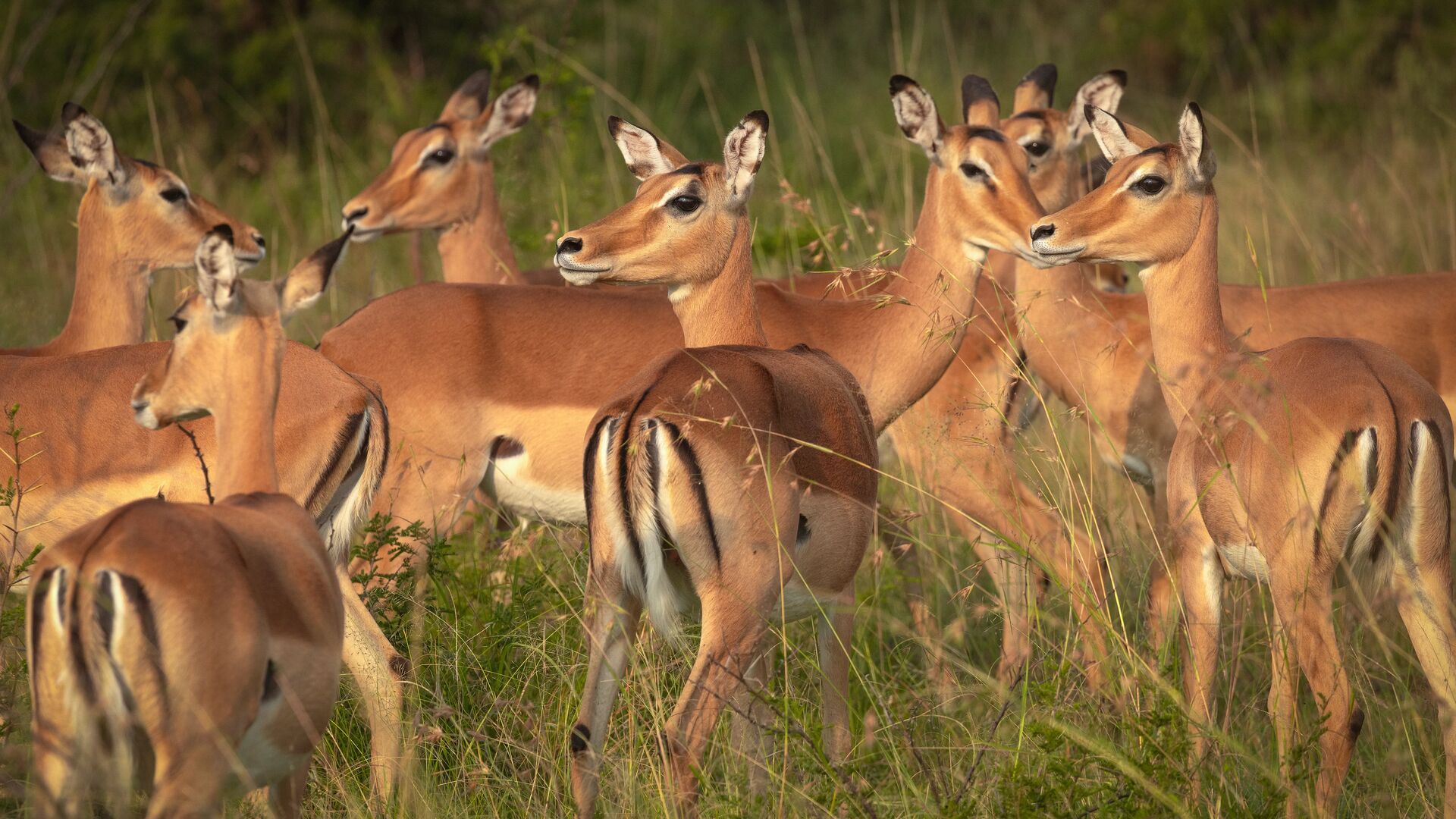 A herd of female impala stand alert among green grass, their large dark eyes and distinctive black-striped tails in sharp focus, in the Serengeti near Olakira Camp, Tanzania.