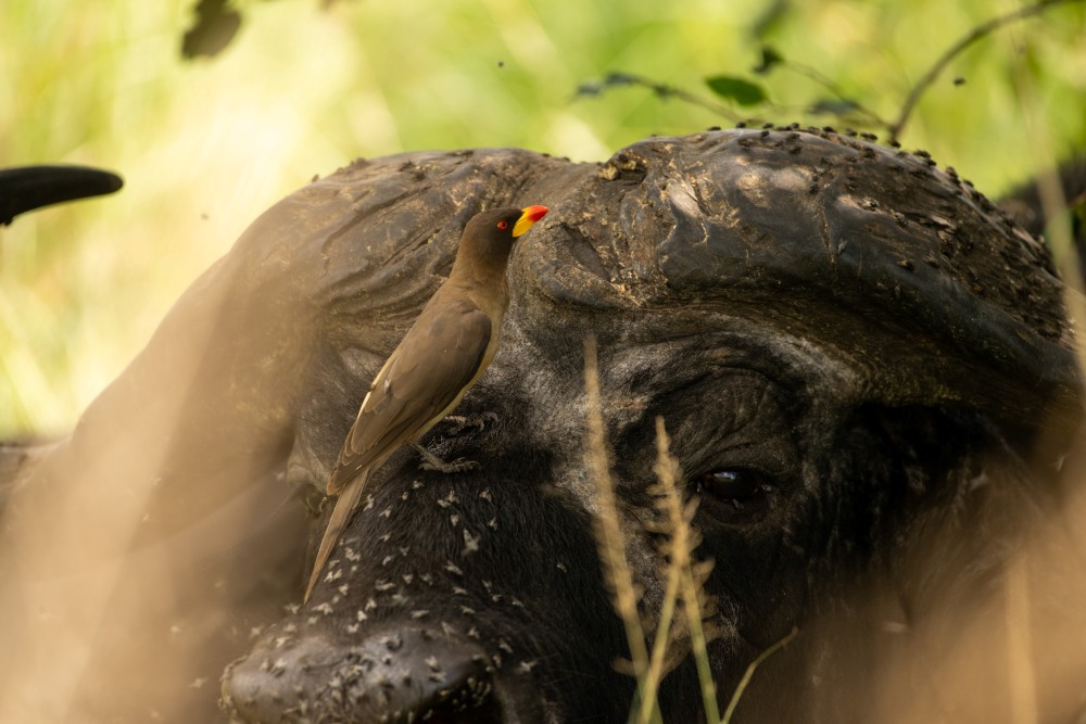 An oxpecker sits upon a buffalo, Serengeti National Park, Tanzania.