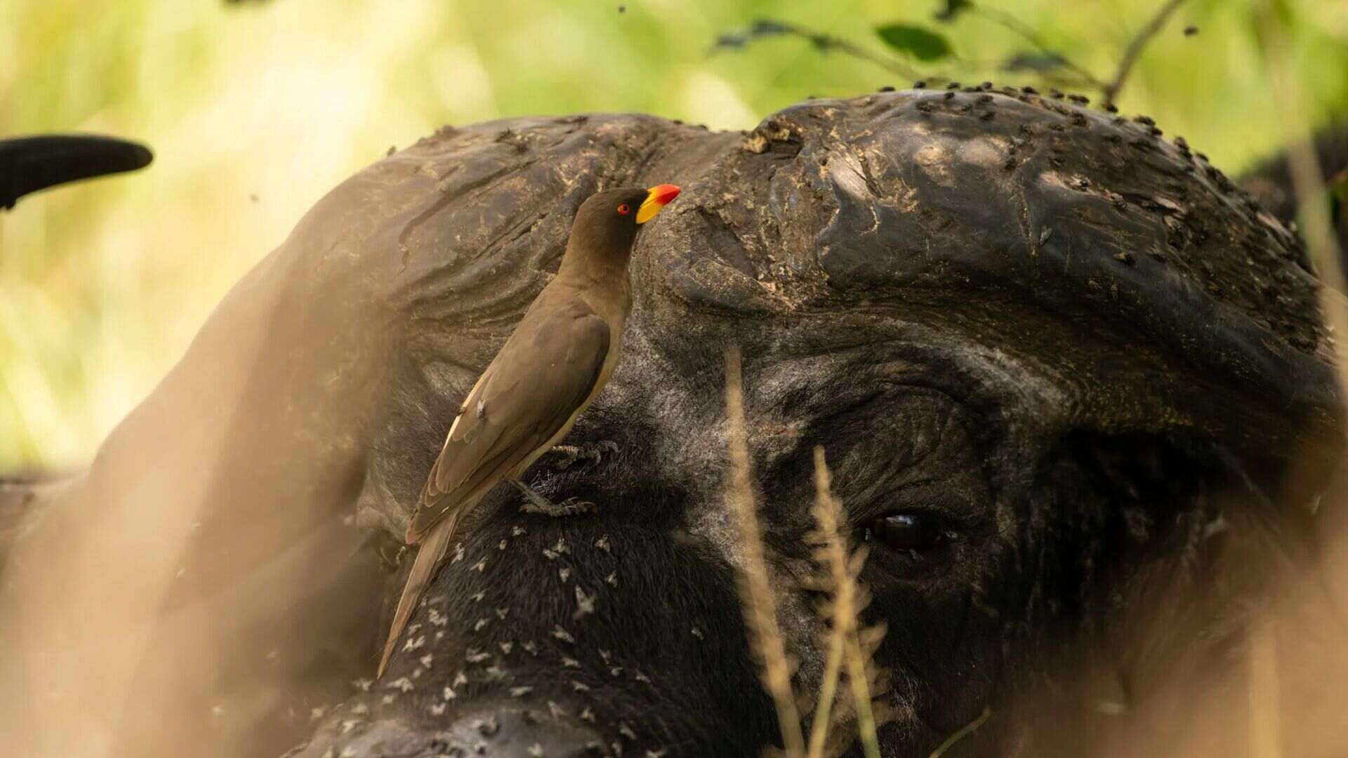 A yellow-billed oxpecker perches on the broad, dark horn boss of a Cape buffalo in a close-up shot, with flies dotting the buffalo's skin and soft green foliage in the background near Rekero Camp, Kenya.