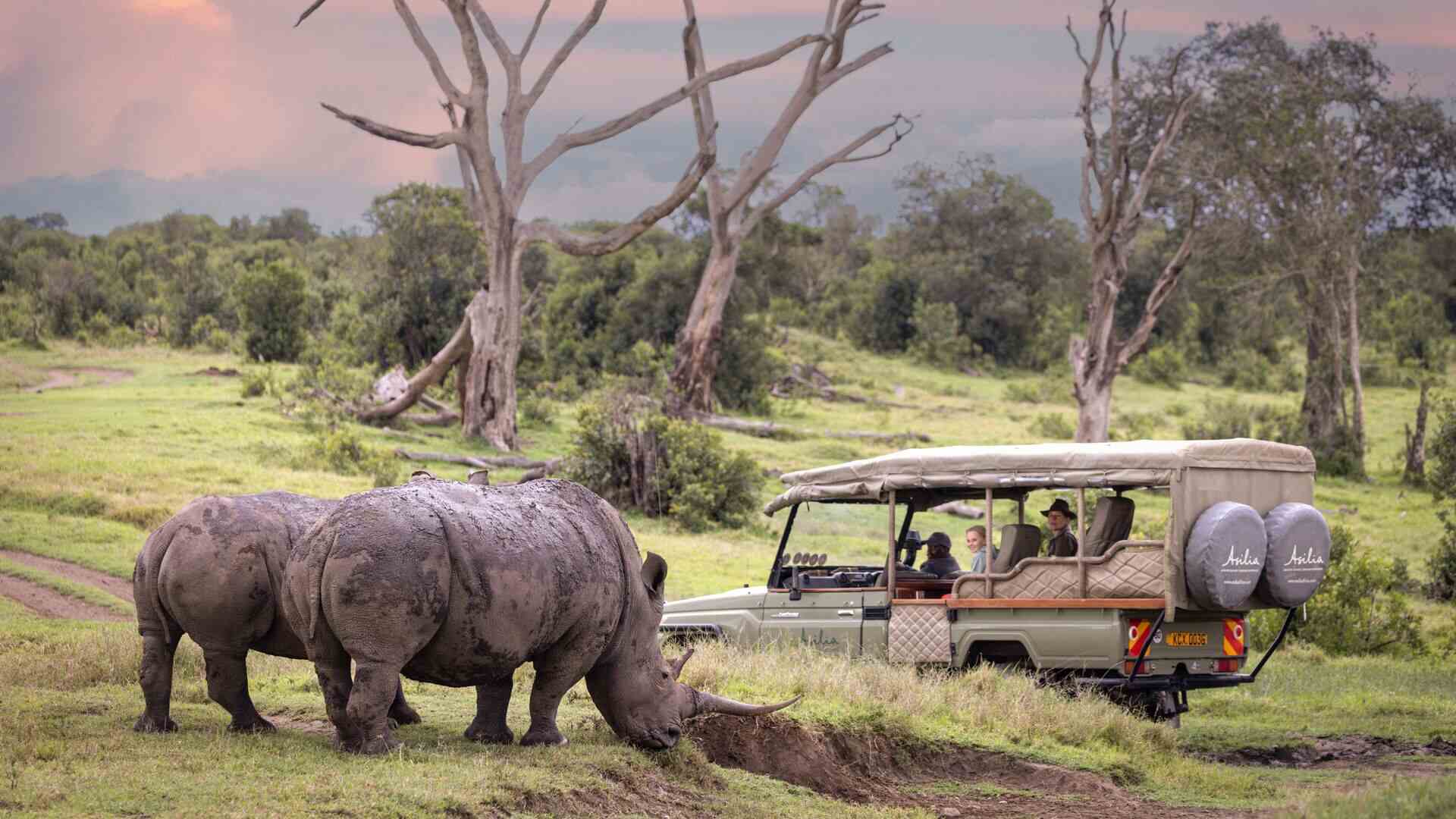 Two white rhinos graze at close range beside an Asilia Africa game drive vehicle carrying guests, with lush green bush and skeletal dead trees in the background at dusk in Ol Pejeta Conservancy, Kenya.