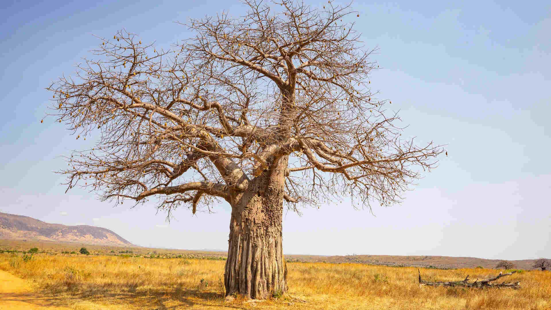 A massive baobab tree with a thick, gnarled trunk and bare spreading branches stands alone on a dry golden plain with rocky hills in the background, Ruaha National Park, Tanzania.