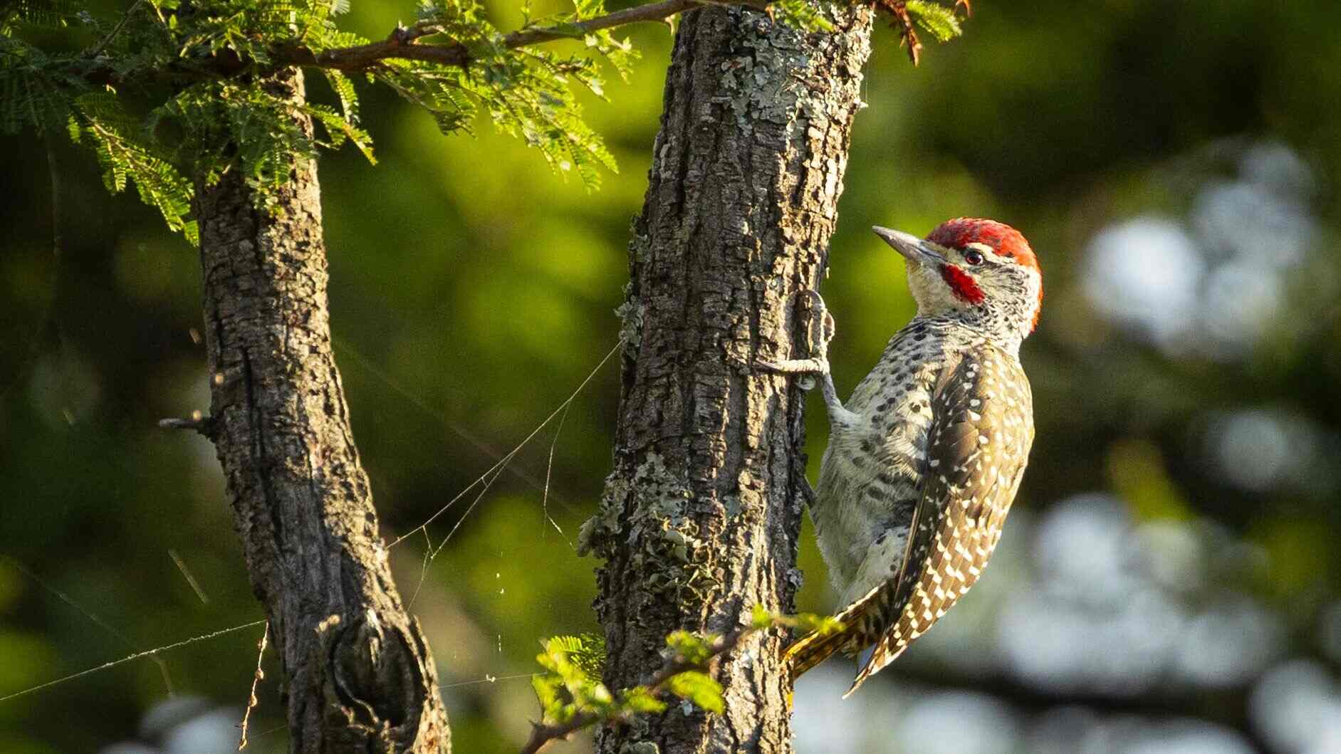 A Nubian woodpecker with a red crown and speckled brown plumage clings to a rough tree trunk amid green foliage and spiderwebs, near Sayari Camp in the northern Serengeti, Tanzania.