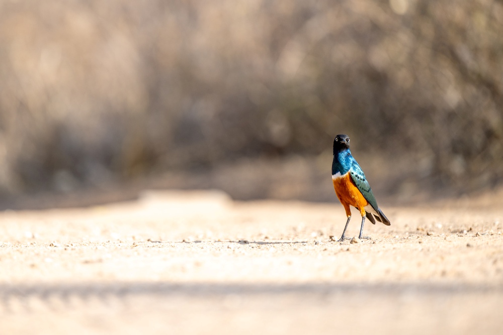 A superb starling in the sun, Tanzania.