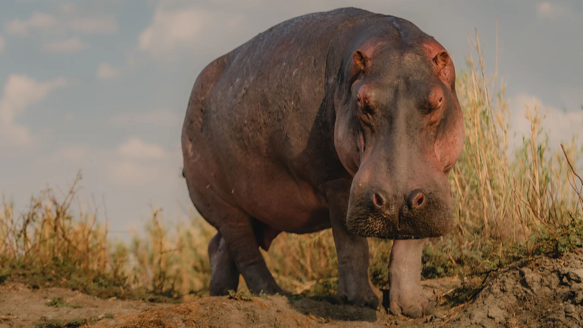 A large hippo stands on a muddy riverbank facing the camera head-on, its broad snout and small ears in sharp focus against dry grass and a cloudy sky, at Usangu Expedition Camp, Tanzania.