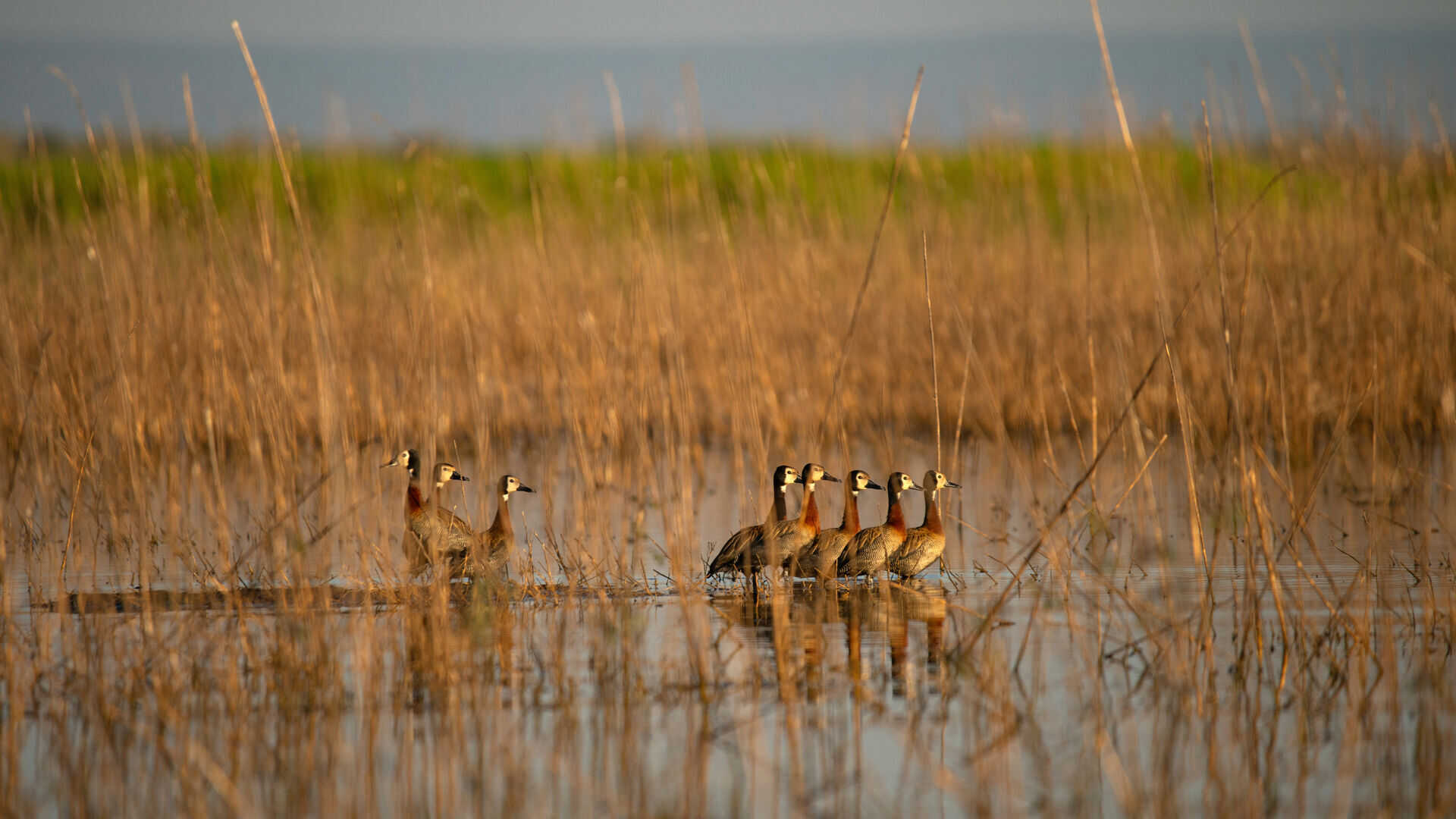 A flock of white-faced whistling ducks wades through shallow wetland water among dry golden reeds in warm light, Ruaha National Park, Tanzania.