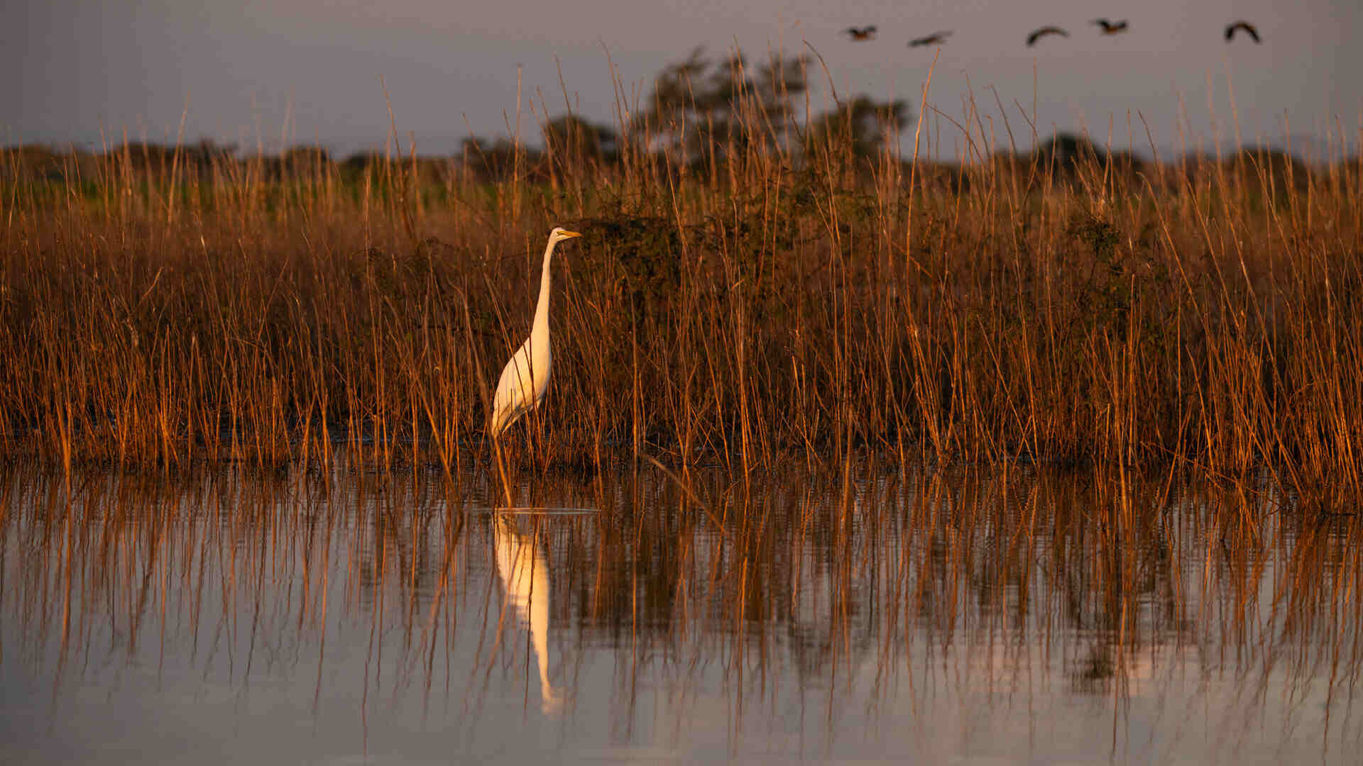 A great white egret stands in shallow water among golden reeds at sunset, its reflection mirrored in the still surface, with birds flying in the background, Ruaha National Park, Tanzania.