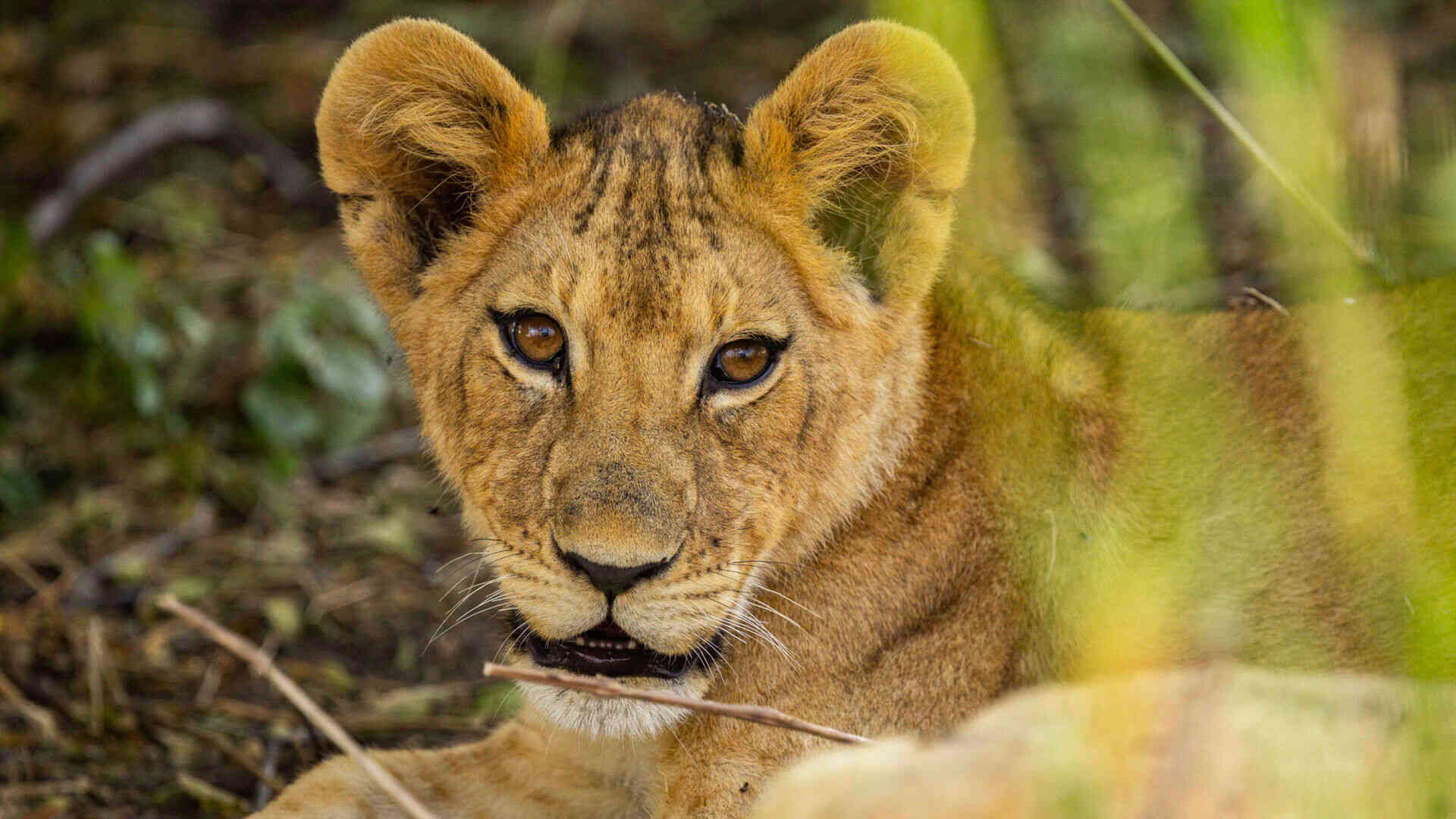 Close-up of a young lion cub with round ears and large amber eyes looking directly at the camera through blurred green grass, Ruaha National Park, Tanzania.