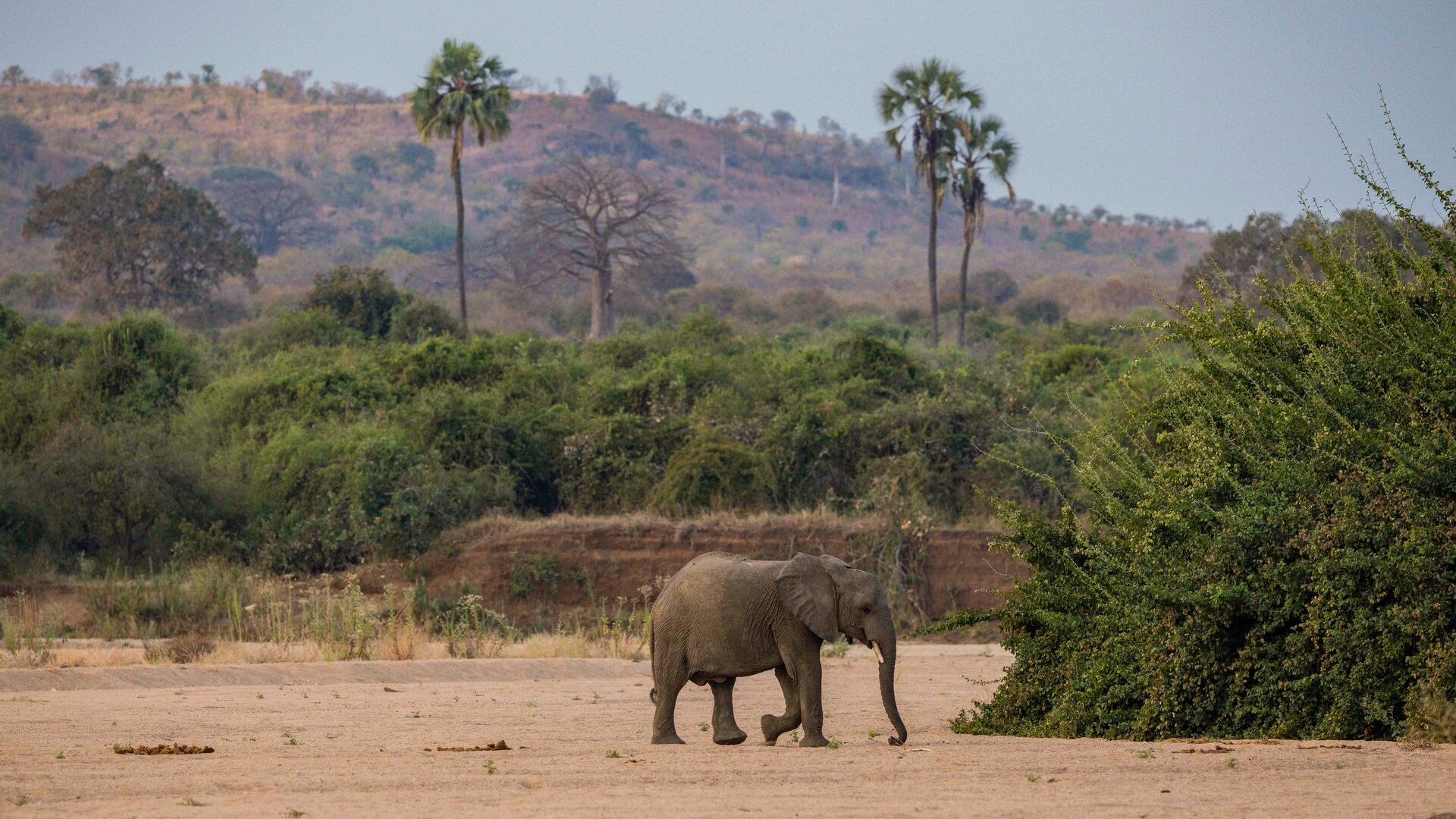 A lone young elephant walks in Ruaha National Park across a sandy riverbed near green shrubs, with rolling hills and scattered palm trees in the background.