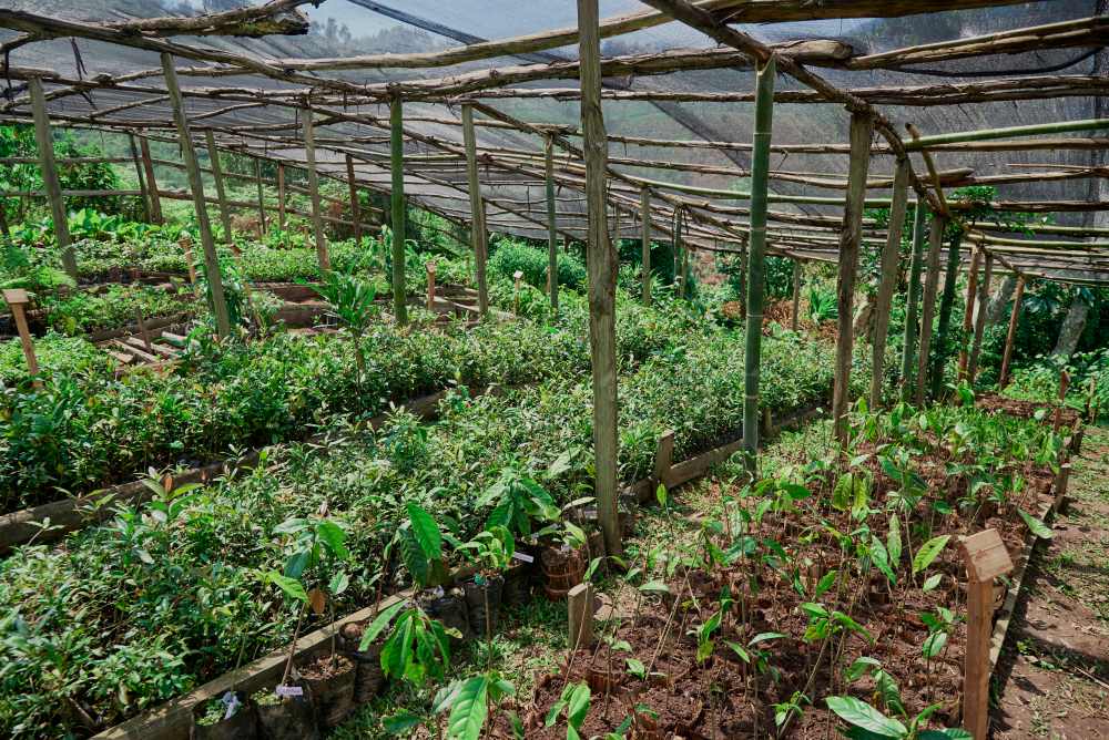 A tree nursery supporting the reforestation program, Erebero Hills, Bwindi.