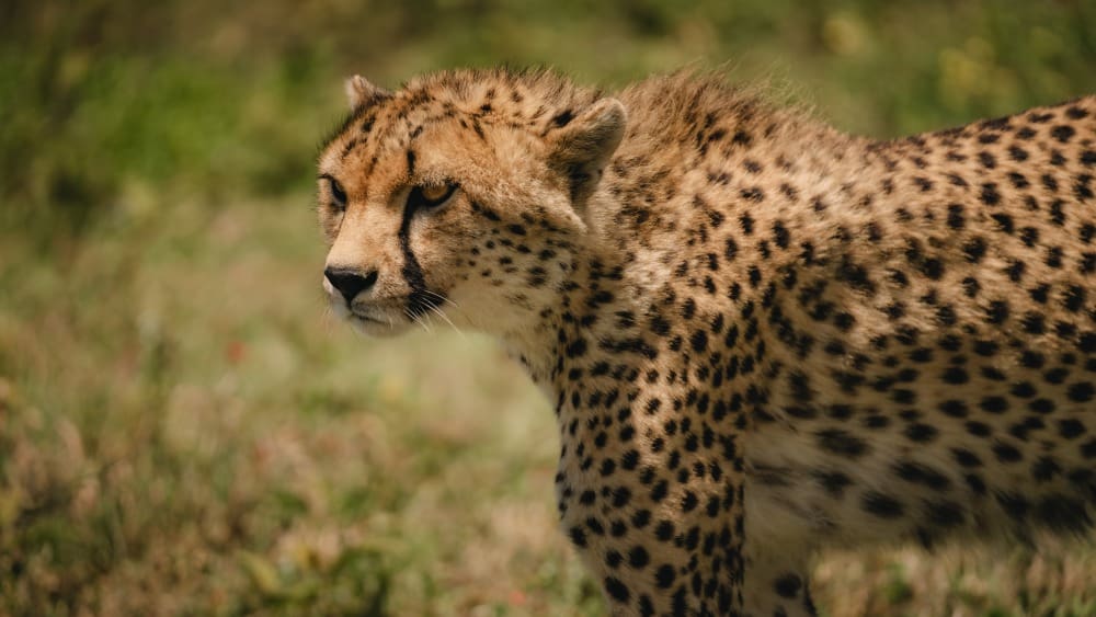 The Cheetah Country of Namiri Plains | Asilia Africa
