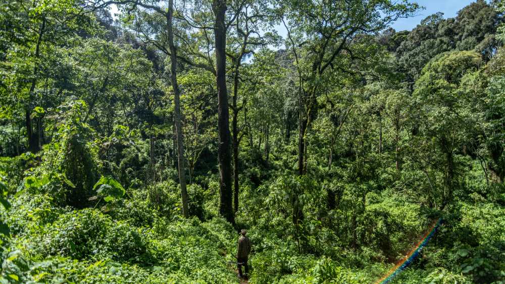 Bwindi Impenetrable Forest, Uganda.