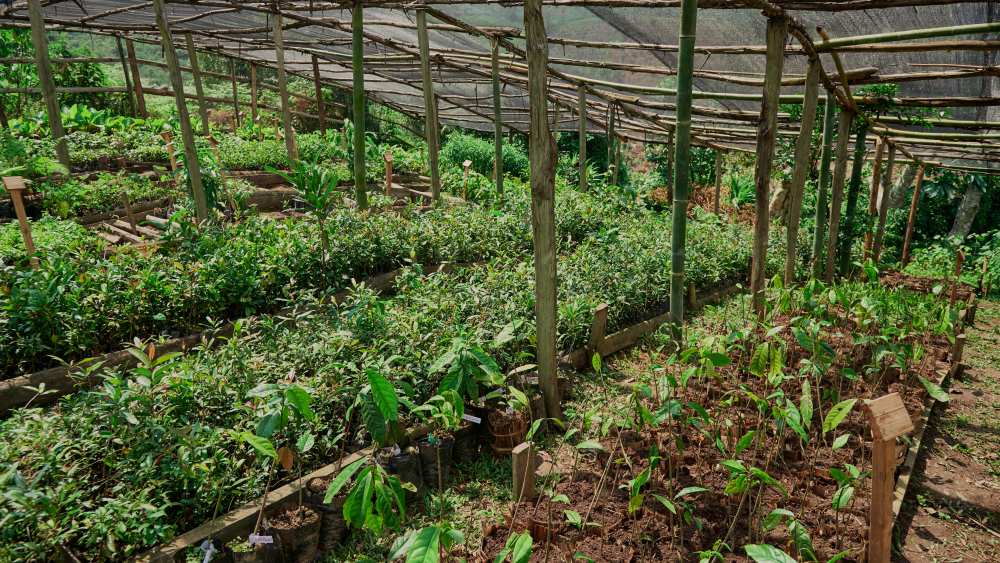 The nursery, Erebero Hills, Uganda.