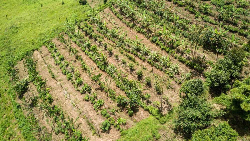 The Syntropic Farm at Erebero Hills, Uganda.
