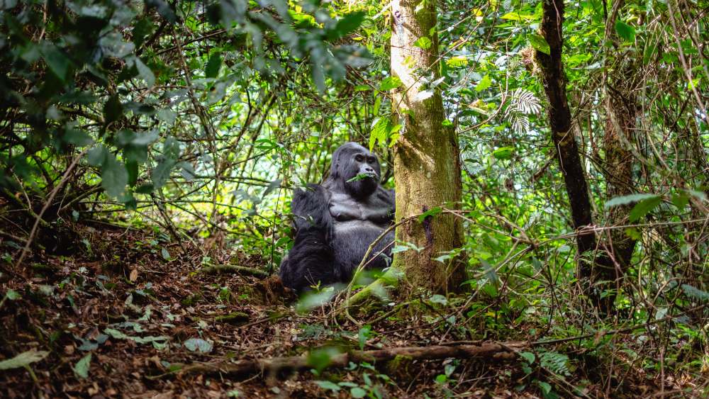 Gorilla, Bwindi Impenetrable Forest, Uganda.